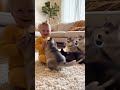 Baby vs Husky Squad 😂🐶2. The Magical “Woof!” Trick 💛 #FunnyPets #CuteAnimals #PuppyLove #ViralShorts