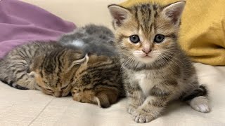 Merry pranks: charming kittens and their games by Fluffy tails 2,605 views 3 months ago 2 minutes, 32 seconds