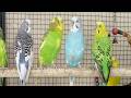 12 Hr Help Lonely Budgies to Chirp, Nature Parakeets Bird Sound