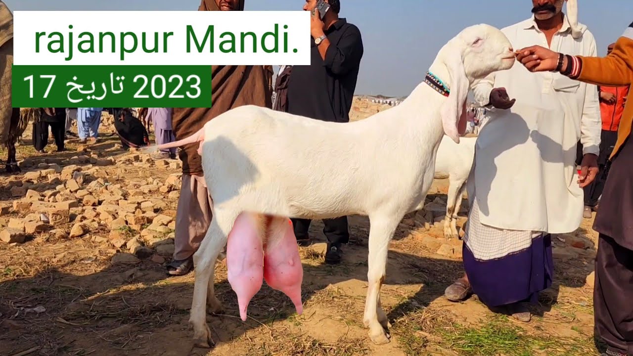 Rajanpur Mandi 2023 || راجن پور منڈی - YouTube