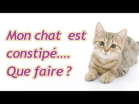 Mon Chat Est Constipe Que Faire Youtube