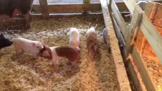 Excellent All Natural Farrowing Set Up