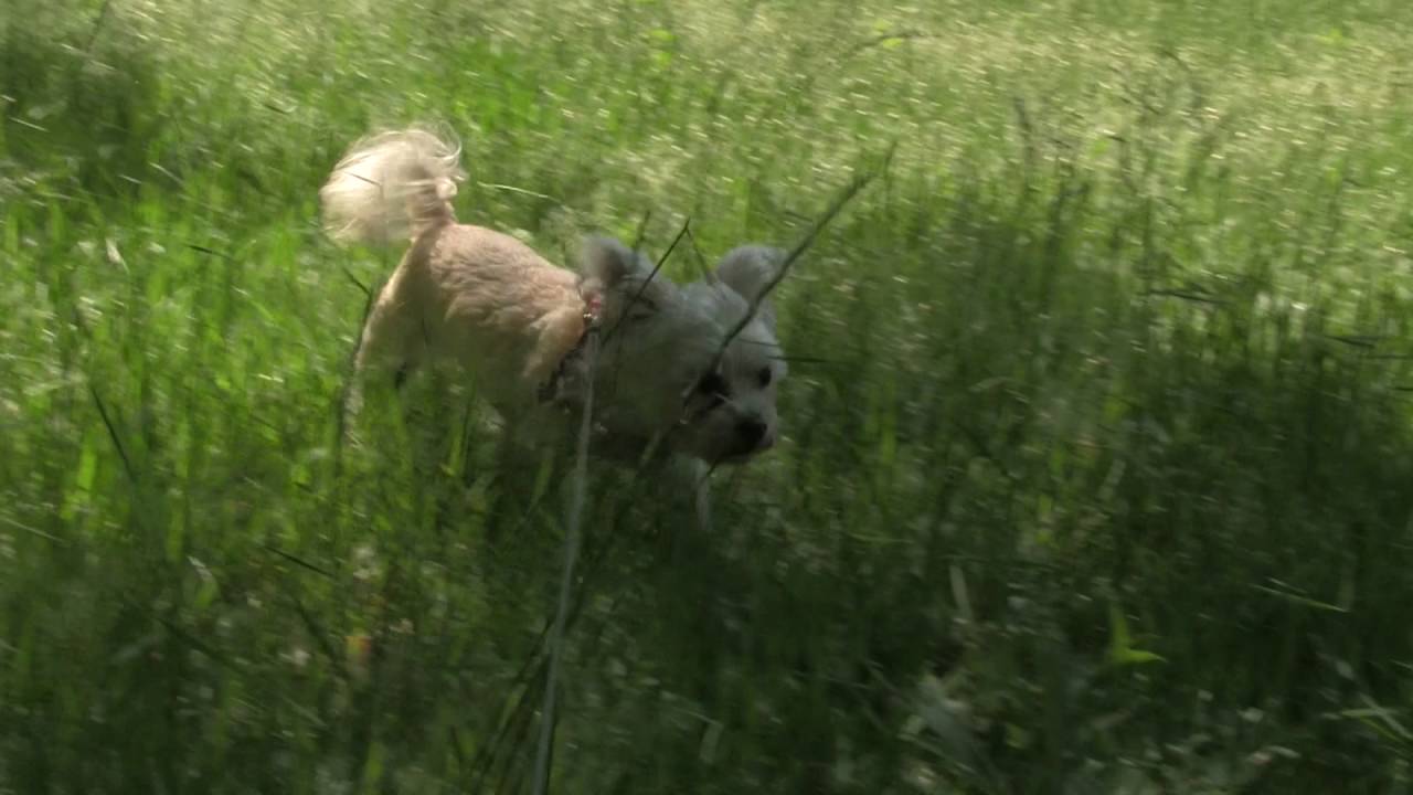 PUPPY Adventure (Canon hf G20 Test) 24 fps (cinema mode)