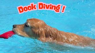 Goldens Are Obsessed With Dock Diving