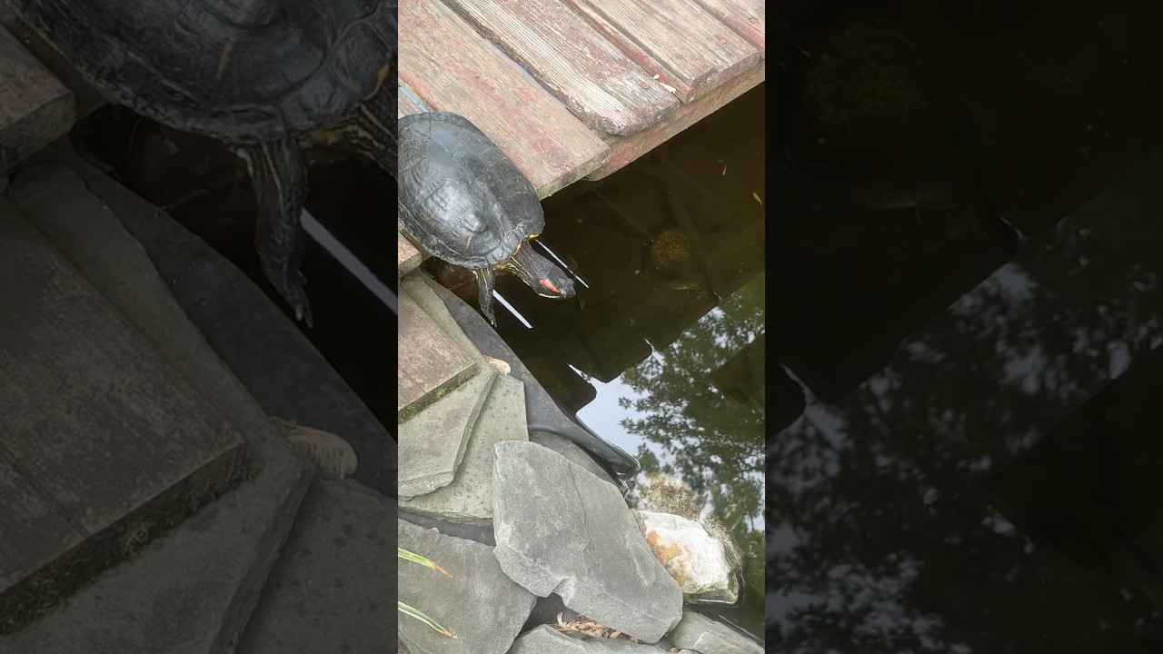 #redearedsliderturtle ready to #jumpoff the #pondbridge #queaq #queaquatics #pondlife #diypond