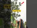 hạ cu trên cây cao bằng ná cao su#nácaosu #slingshot #bayslingshot #hunting