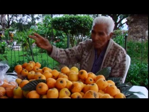 Video: Níspero Caucásico - Fruta Inusual