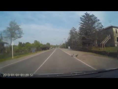 განწყობისათვის - კუნკულ-კუნკულ...