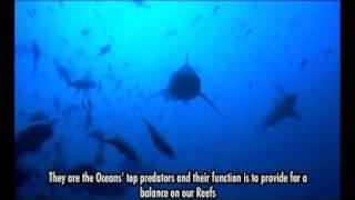 Fijian Version Shark Initiative Fiji