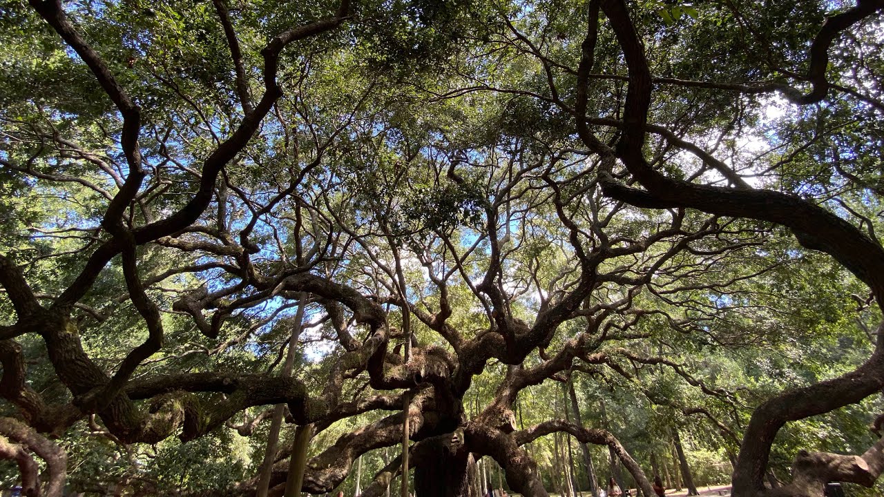 The absolutely gorgeous Angel Oak in Johns Island, South Carolina.