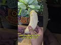 #shortsfeed #KeralaSnacks#SnackTime#Minivlog 31 #EveningSnacks#CrunchyBites#tamilvlogs #YummyFood