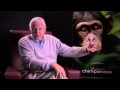 Sir david attenborough my passion for wild chimpanzees