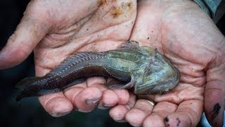 The Plainfin Midshipman