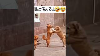 Dogs Funny Video #Dogfights #Funny #Funnydogfight #Shorts