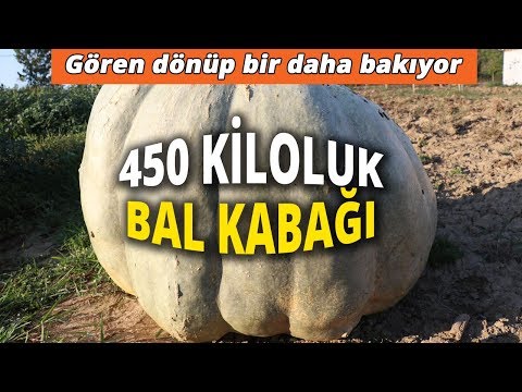 Yarım Tonluk Kabak Görenleri Hayret Düşürüyor