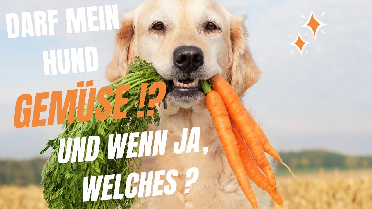 Darf Mein Hund Mit Zu Media Markt Darf mein Hund Gemüse?! Und wenn JA, welches?! - YouTube