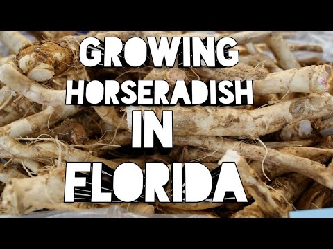 Vídeo: O rábano crescerá na Flórida?