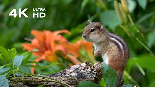 Relaxation TV for Cats and People: Cute Chipmunks, Squirrels and Wild Lilies in Woods screenshot 3