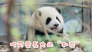 《熊貓主題趴》頂流女星“小胖花”成長史曝光！ | iPanda熊貓頻道
