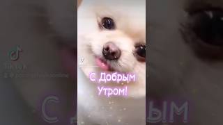 С Добрым Утром