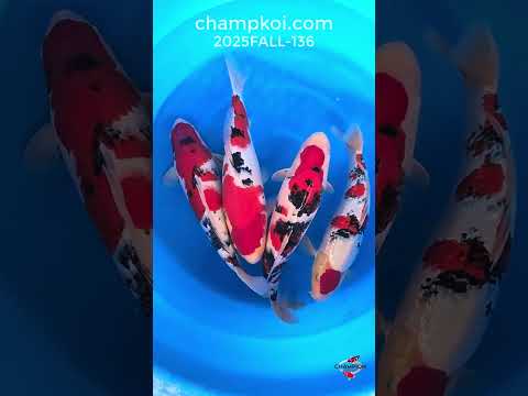 SALOMON　FISH　121センチ　デザインは鯉？ SALOMON FISH 121センチ デザインは鯉？ SALOMON FISH 121センチ