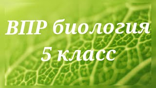 ВПР - 2022. Биология 5 класс. Вариант с ответами №2