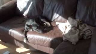 Minature Bull Terrier