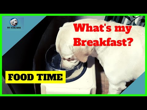 home-made-dog-food-recipe-|-breakfast-|-labrador-dog