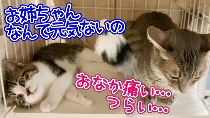 先住猫ストレスでダウン／人が怖い子猫避けに飼い主を利用する先住猫【賢い】／Older cats are stressed and have abdominal pain
