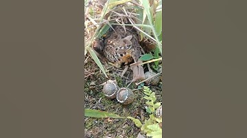 Detik-detik Puyuh Keluar Sarang #shorts