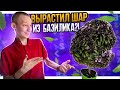 Вырастил ШАР!? Базилик Пурпурный шар - инструкция!