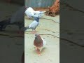 Lal ambarsara kabutar  kabutar kabootar reels kabootarbazi pigeon shorts