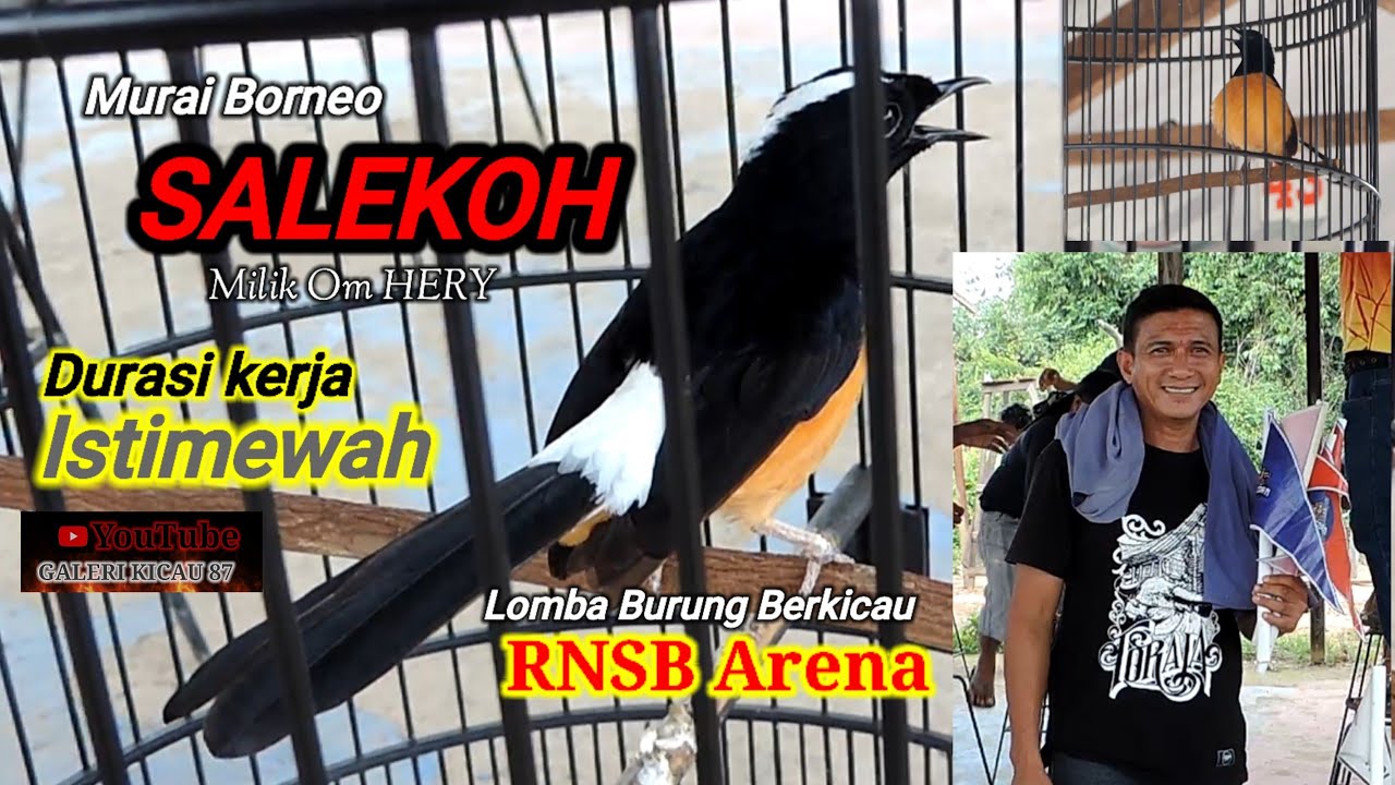 Murai Borneo SALEKO Juara dengan gaya durasi kerja istimewah di lomba RNSB Arena