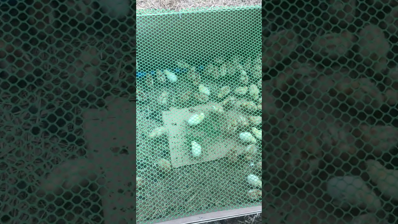 DOP Feeding of small pieces of bamboo leaves day 4-21