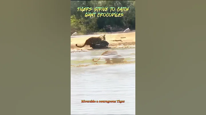 🐯Tiger hunting a giant Crocodile🐊 #youtube #tiger #crocodile #ytviral #animal #shorts #ytshorts