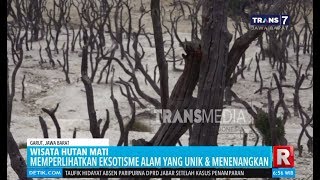 Pesona Hutan mati di Gunung Papandayan