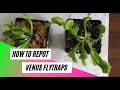 How to repot a Venus Flytrap