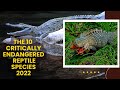 The 10 Critically Endangered Reptile Species 2022 (Excluding Snakes)