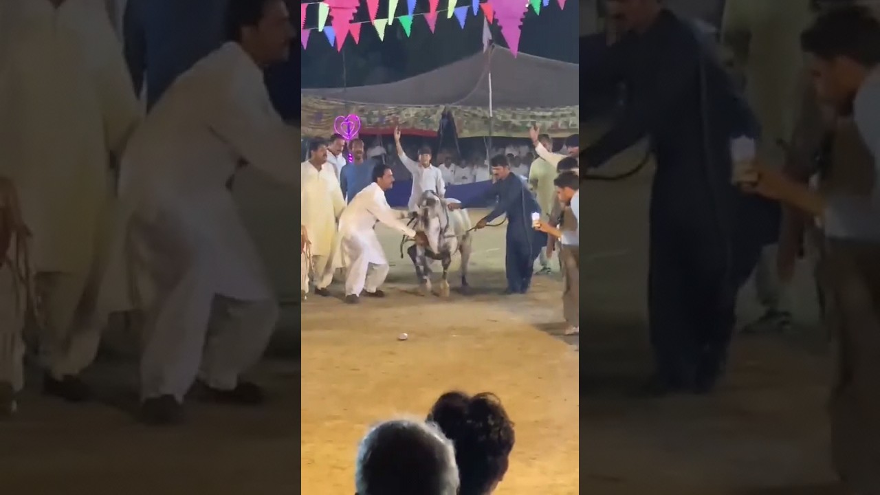 Horse Dance with Dhol in Pakistan 