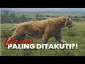Susah Tidur? Yuk Santai Bareng Smilodon Malam Ini 🌙