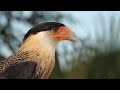 Meet The Vicious Hunter Crested Caracara 
