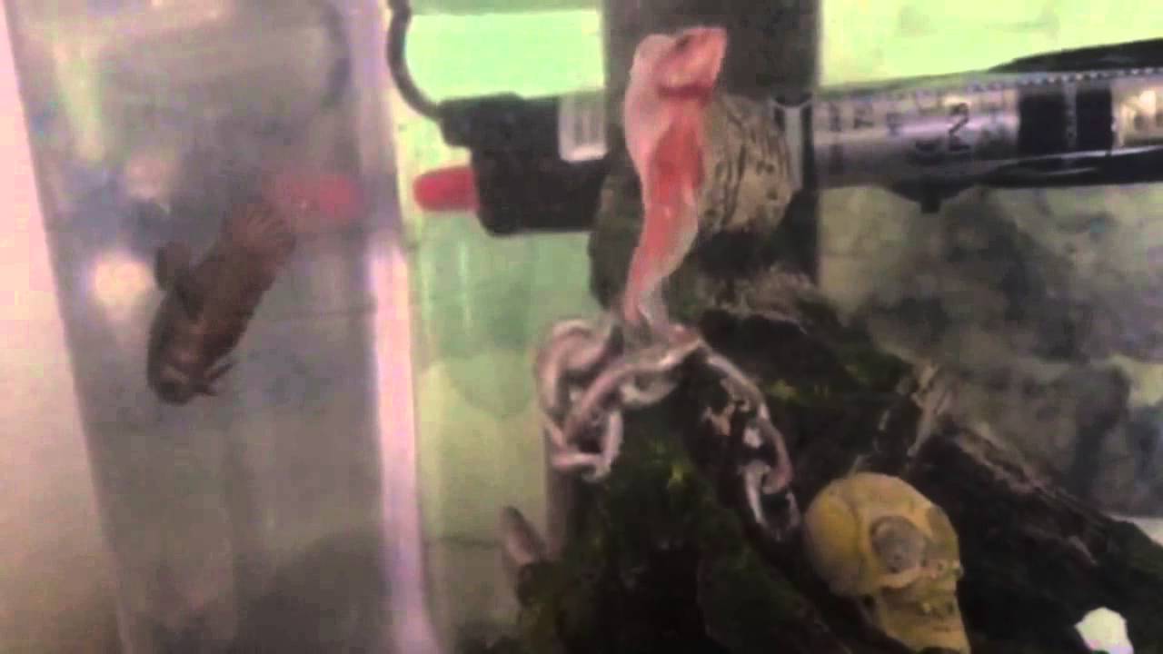 that's my boy cast Betta Breeding Project (Attempt #2)