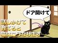 話しかけることが重要な理由 信頼関係を築く手段 猫に話しかけて育てるとこうなります#人類ねこ同盟 猫 鳴き声 猫 しゃべる