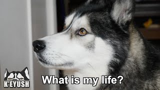 My Husky Looking At Me Weird And Arguing About Anything!