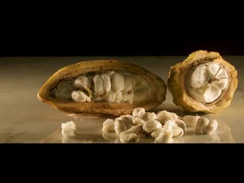 Criollo Cacao - Episode 3