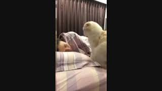 Cute Cat Wakes Up Her Human !!!! Very Funny !!!