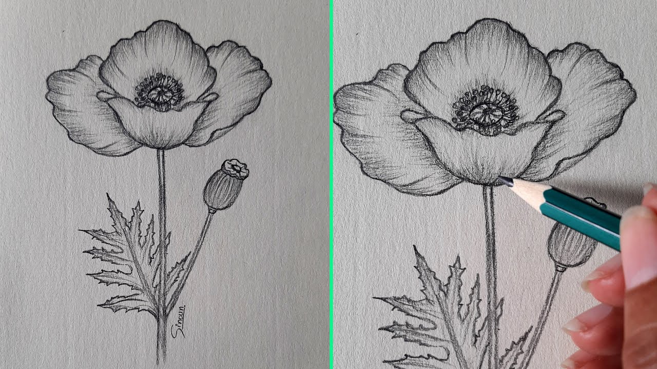 Poppy Flowers Drawing