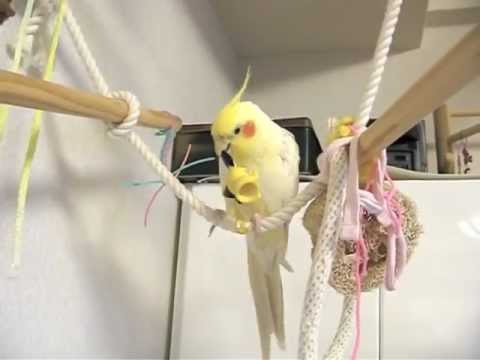 オカメインコ ピカちゃんのおもちゃ Youtube