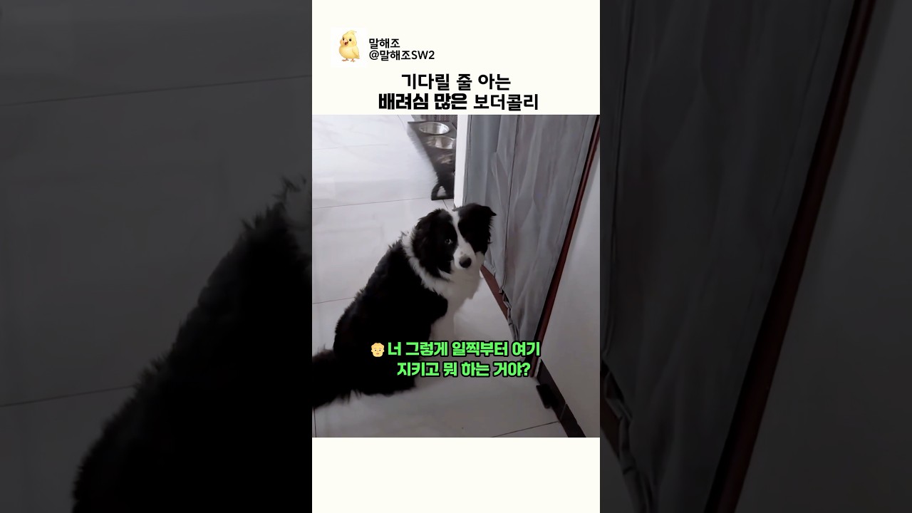 기다릴 줄 아는 배려심 많은 보더콜리ㅋㅋ