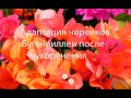 🌹Бугенвиллея. Адаптация укоренённых черенков🌱👍